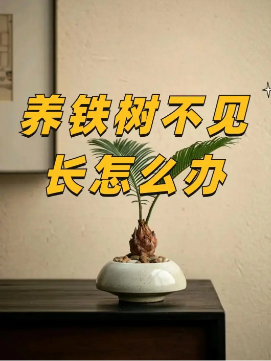 铁树不长新叶怎么办？需要施肥吗？