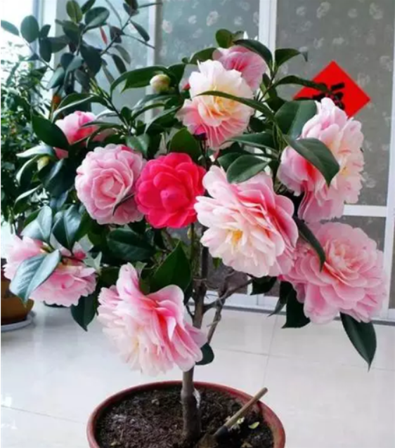 茶花冬季怎么养护？需要保暖吗？