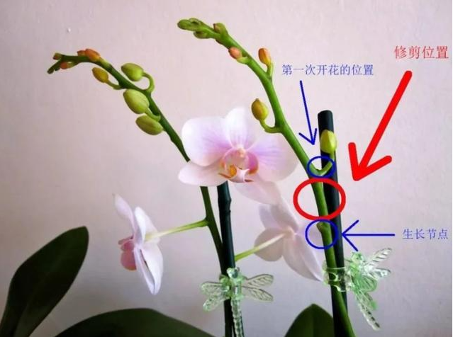 蝴蝶兰花期后如何护理？需要修剪吗？