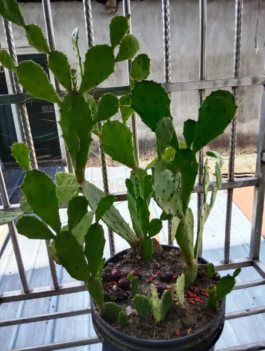 仙人掌不开花是什么原因？怎样才能让它开花？