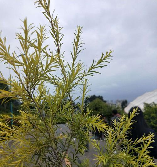 油菜是裸子植物吗？——探究油菜的植物分类