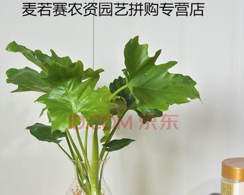 春羽水培与土培——哪种栽培方式更适合？（优缺点分析与实践探讨）