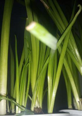 水仙花的生长习性（是怕冷还是怕热？水仙花的适宜温度）