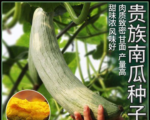 南瓜籽的种植与收获（南瓜籽的生长环境与种植要点）
