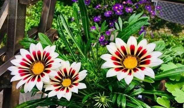 菊花为什么怕晒太阳？（探究菊花不耐高温的原因及应对方法）
