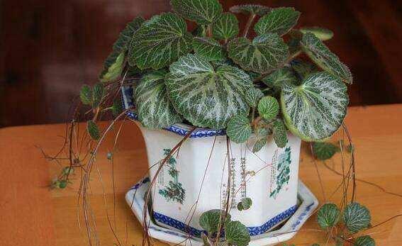 73属牛养什么植物旺财？（探秘旺财神植，让你的财运腾飞！）