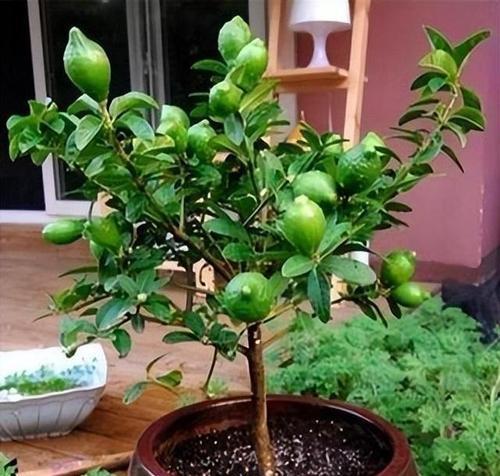 盆栽柠檬一年开几次花（了解盆栽柠檬的花期和注意事项，做好护理）