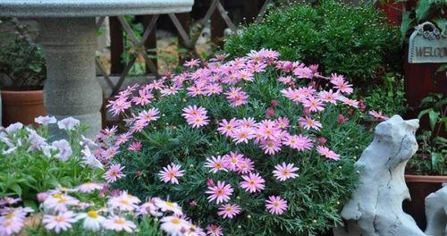 玛格丽特菊花的养护方法（打造鲜艳多彩的花园）
