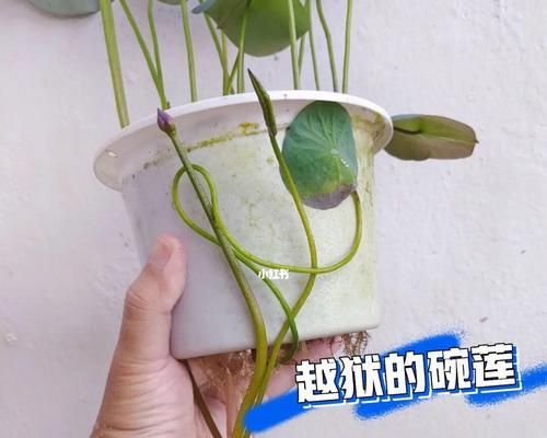 碗莲的种植技巧（种植时间、方法步骤与）