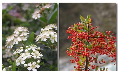 火棘的发芽长叶过程（了解火棘成长的时间节点）