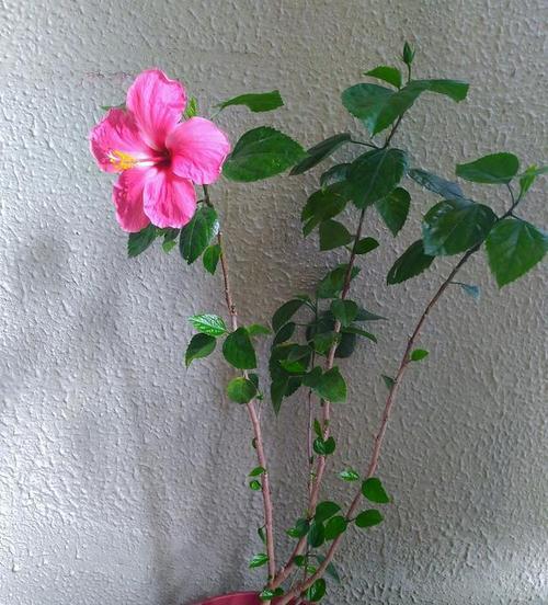 木槿花冬天掉叶子的原因及应对方法（木槿花掉叶子、冬季养护、保持生长）