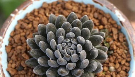 滇石莲的养殖技巧（打造独一无二的石莲花园）