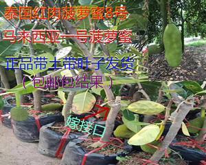 菠萝蜜的嫁接和主树选择（选择适合的主树品种是成功嫁接的关键）