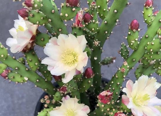 仙人掌开花，预示着什么？（探秘仙人掌开花的神秘世界）