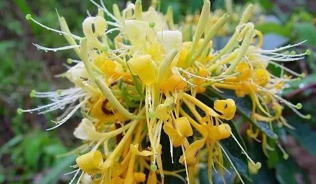 金银花果实的毒性研究（了解金银花果实的毒性及食用注意事项）