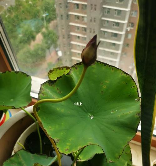 如何应对碗莲烂叶子问题？（了解碗莲的病害防治知识）