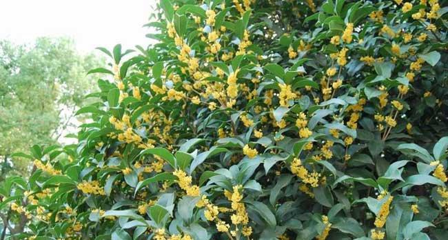 桂花生长时间与寿命（多久能见花开？何时老态龙钟？——了解桂花的生命周期）