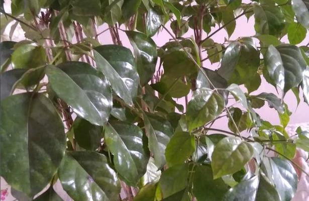 幸福树在冬天是否落叶（解答幸福树的“冬眠”之谜）