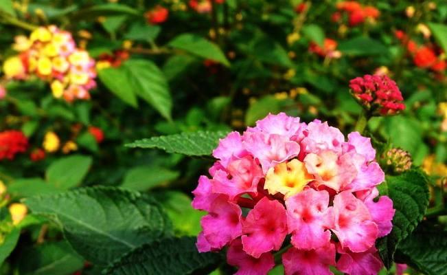 五色梅花期及开花时间（了解五色梅，感受春日美景）