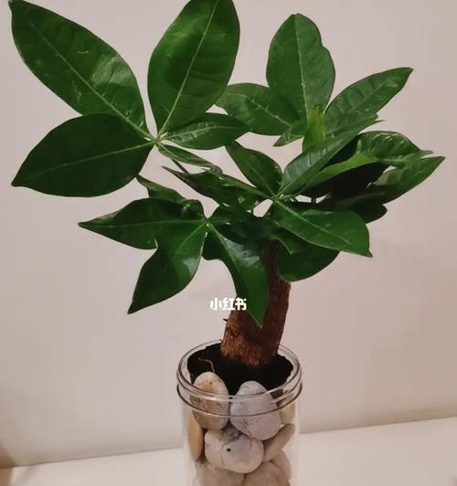 发财树的生长能力及限制因素（探究发财树生长的关键因素和最大高度）