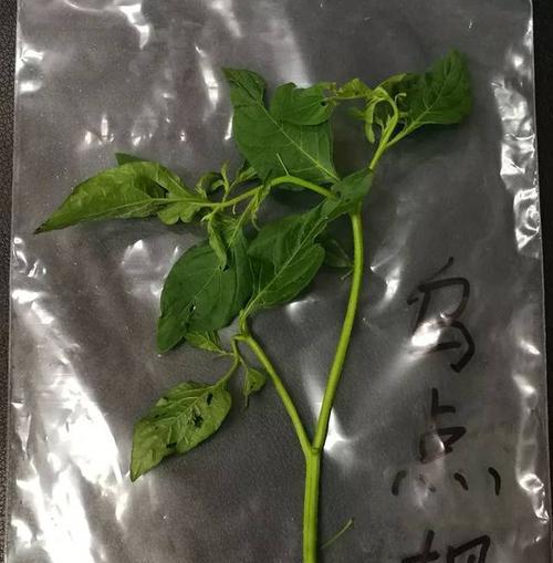 探秘狗肝菜的健康之道（发现狗肝菜的营养成分和保健功效，研究狗肝菜的药用价值）