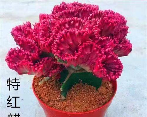 多肉植物对甲醛的吸附能力（多肉植物如何帮助净化空气？）