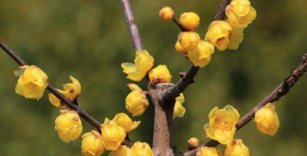 腊梅种植全攻略（最佳种植时间、土壤要求、养护技巧、常见病虫害防治）