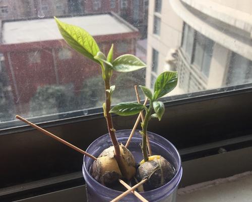 如何让牛油果快速发芽（分享经验，让你轻松种植牛油果）