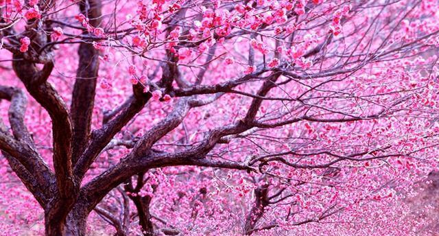 探寻桃花生长的奥秘（桃花之乡，如此美丽与神秘）