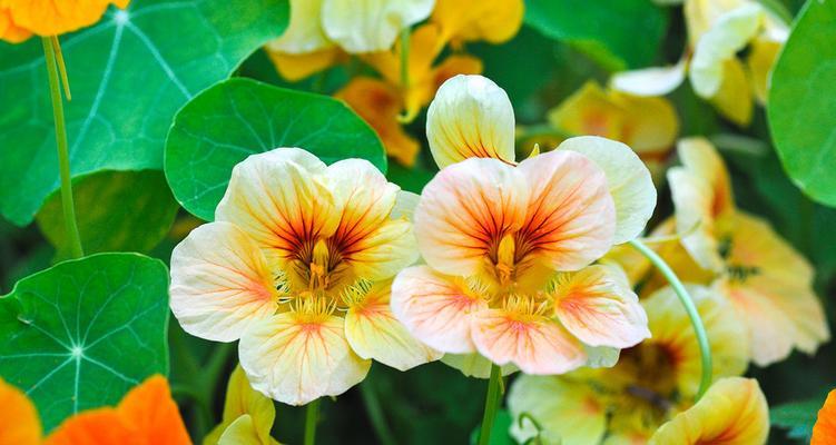 旱金莲的种植技巧（旱金莲配土方法与种植土壤）
