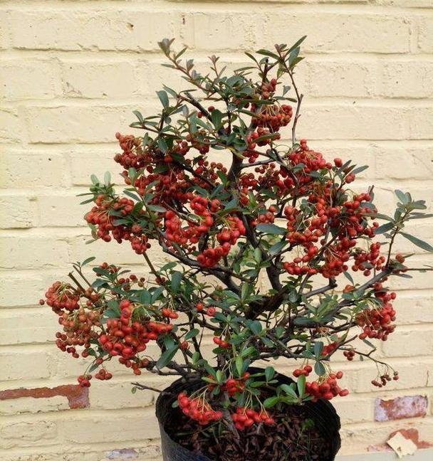 吉祥果的种植与管理（掌握吉祥果的种植技巧，助你成功收获！）