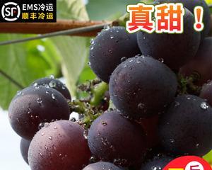 黑提子有籽吗？能吃吗？（黑提子的营养价值和食用方法）