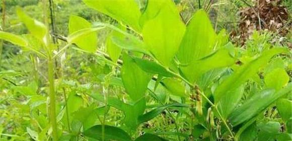 黄精种植需要注意的土壤选择（黄精栽培的土壤条件与优化方法）