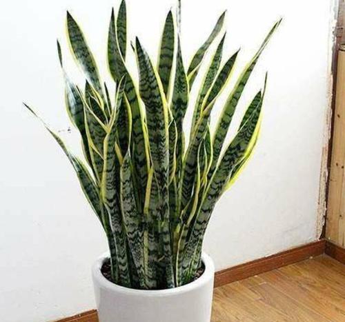 白玉虎皮兰如何养护？（花卉爱好者必备的白玉虎皮兰养护指南）