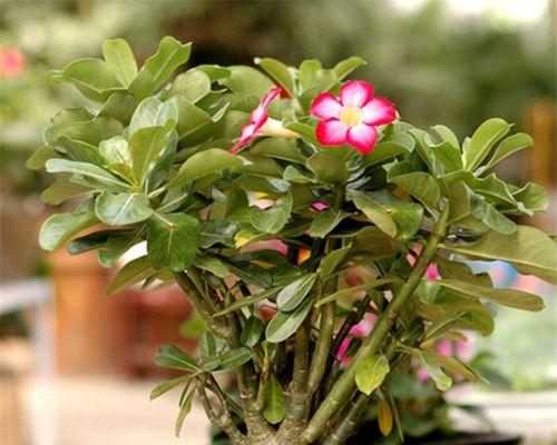 喜阴室内大型植物花卉推荐（室内花卉怎样选择，如何照料？）