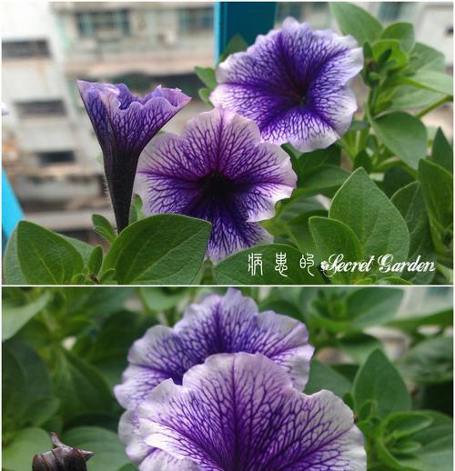 矮牵牛花种子的种植指南（如何成功地播种和护理矮牵牛花？）