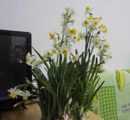 水仙花能否土养？（土养水仙花的技巧和注意事项）