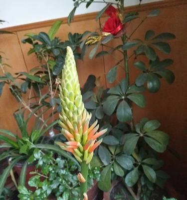 芦荟开花的美丽与寓意（探秘芦荟的神奇之处，体会自然的智慧和美丽）