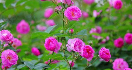 担当之花语——菊花（菊花的美丽与担当精神）