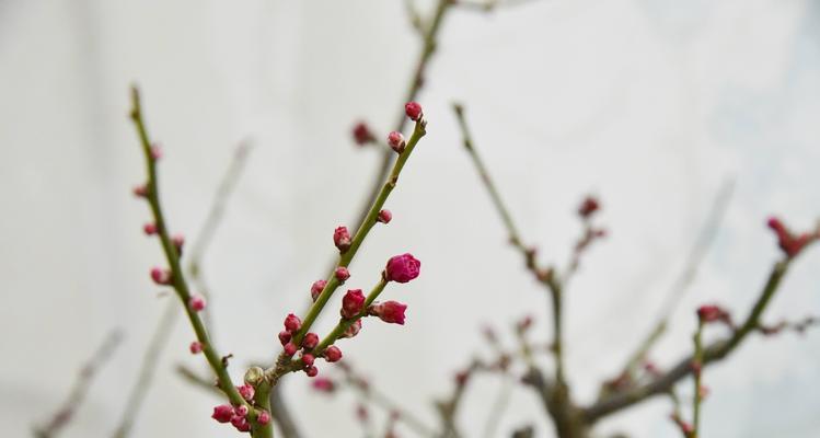 揭秘梅花——中国传统文化中的神秘花卉（属于什么类型植物？花语意义深刻，蕴含丰富文化内涵）