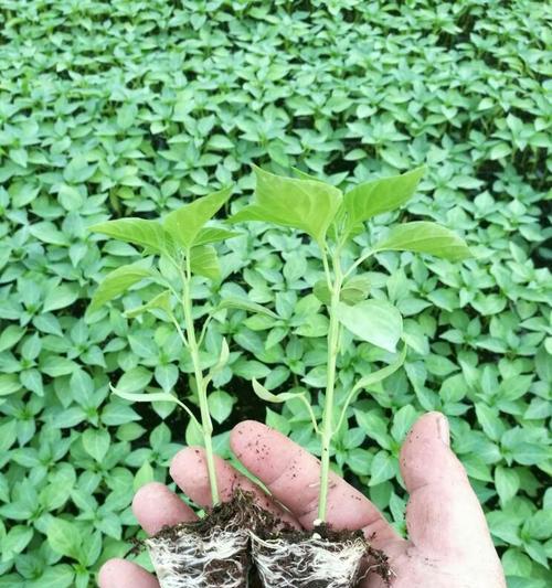 青椒肥料选择指南（如何为青椒选择最佳肥料）