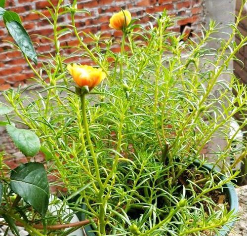 太阳花在冬天也能开花吗？（室内养护技巧解析）