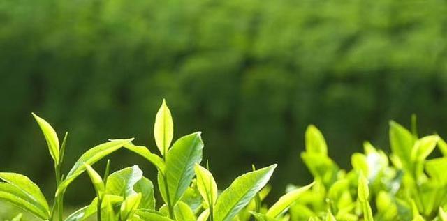 茶叶制作的神奇之处（探究茶叶的来源和制作方式，了解哪些树种可以做茶叶）