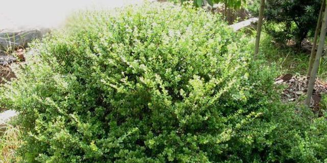 在家门口种植冬青，打造美丽庭院（冬青的种植方式和维护方法详解）