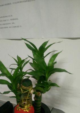 大幸福树的浇水技巧（掌握正确的浇水频率，让大幸福树健康成长）