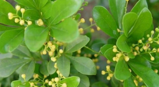 米兰花叶子干枯怎么办？（教你轻松解决米兰花叶子干枯的问题，让你的花儿重获生机）