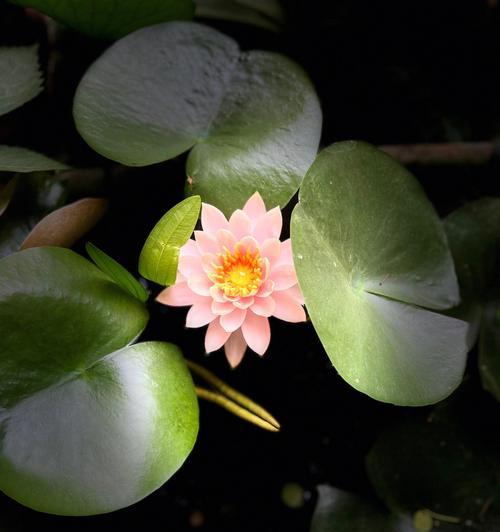 睡莲开花后的处理方法（让睡莲继续美丽绽放）