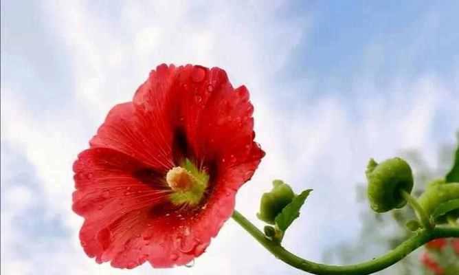 快乐花开——探讨代表快乐的花卉（以太阳花为例，探究代表快乐的花卉的文化内涵和象征意义）