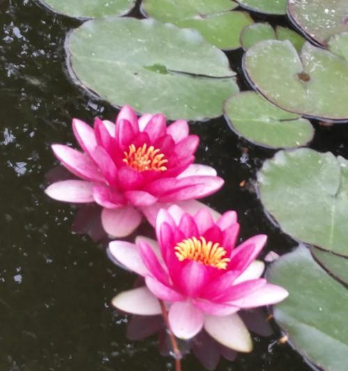 睡莲花开花闭合时间与特点解析（了解睡莲开花时间，欣赏美妙闭合瞬间）