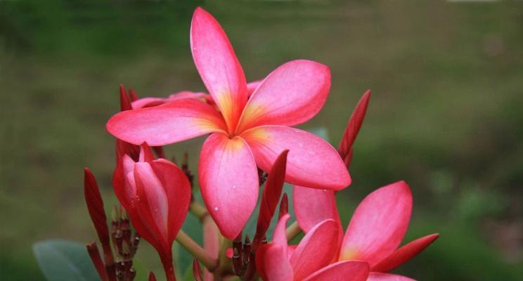鸡蛋花的生长环境和特点（探索鸡蛋花是热带植物的真相）